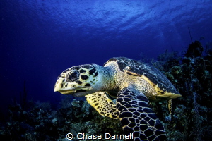 "Serious Face"
West Wall, Grand Cayman by Chase Darnell 